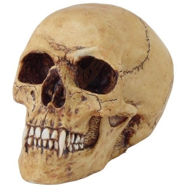 Crâne de Vampire